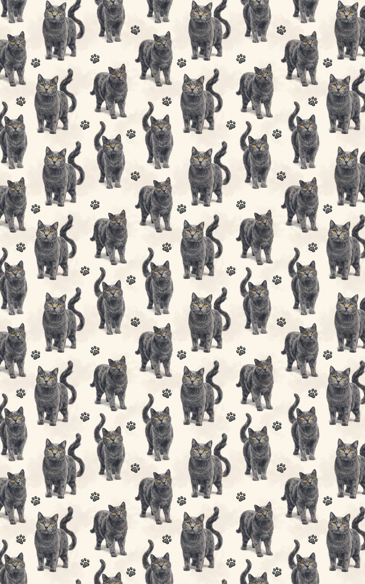 Chartreux Charcoal