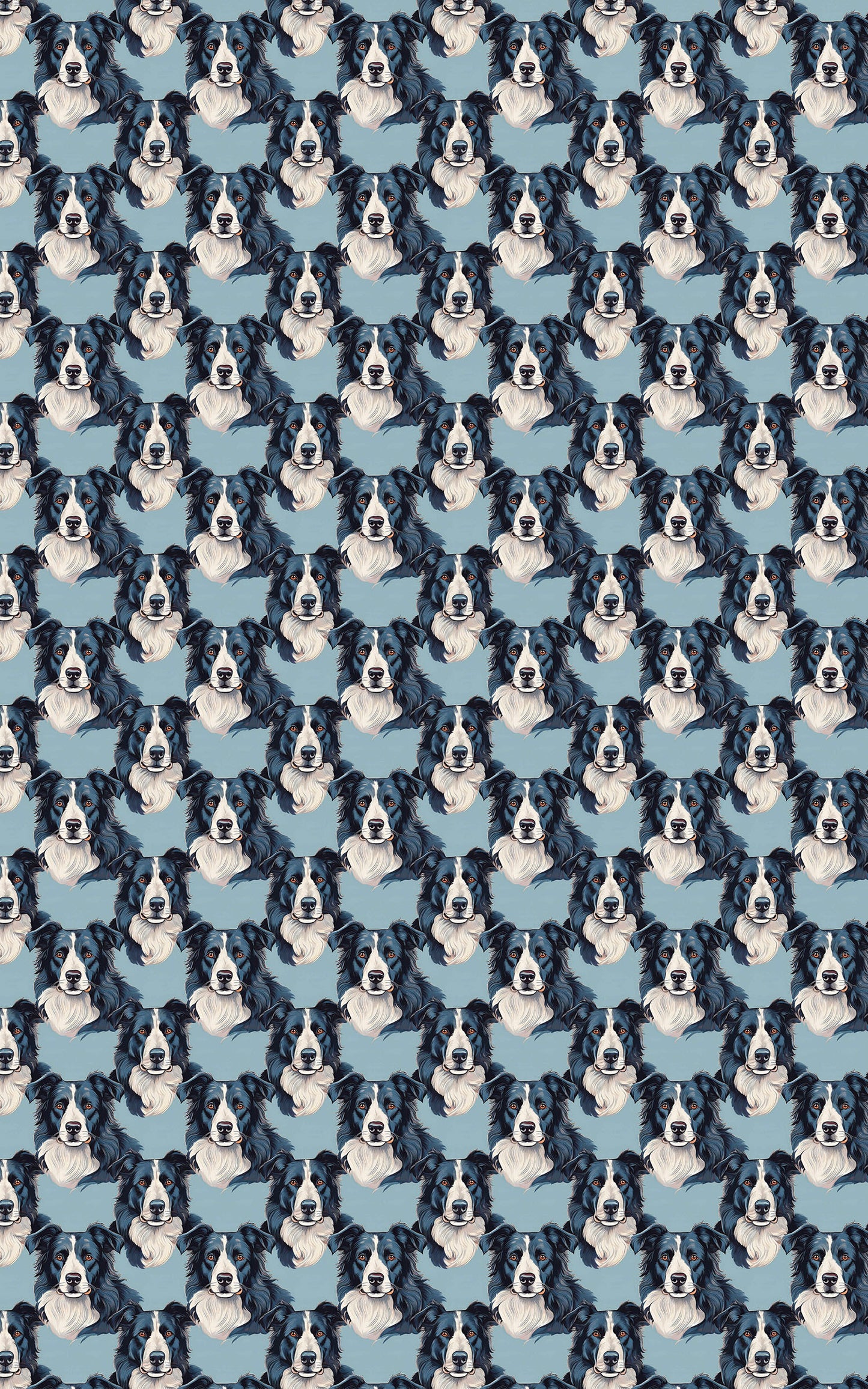 The Border Collie Look