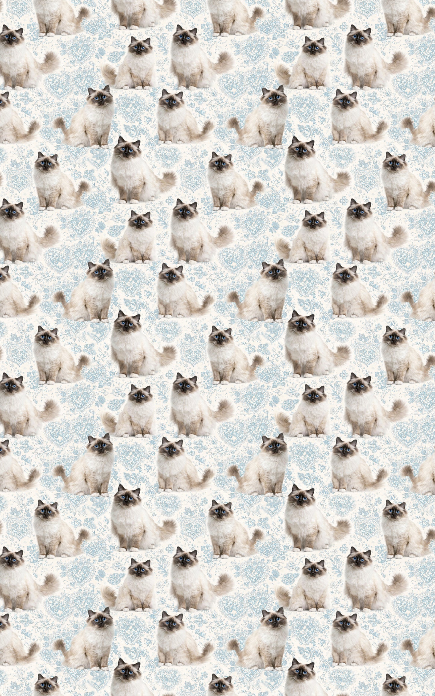 Birman Blue Elegance