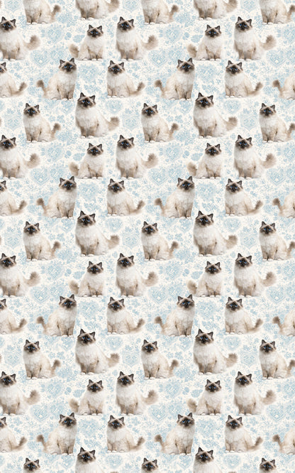 Birman Blue Elegance