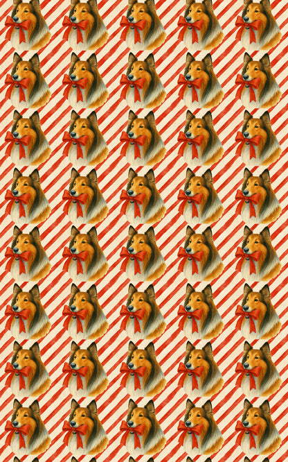 Candy Cane Collies