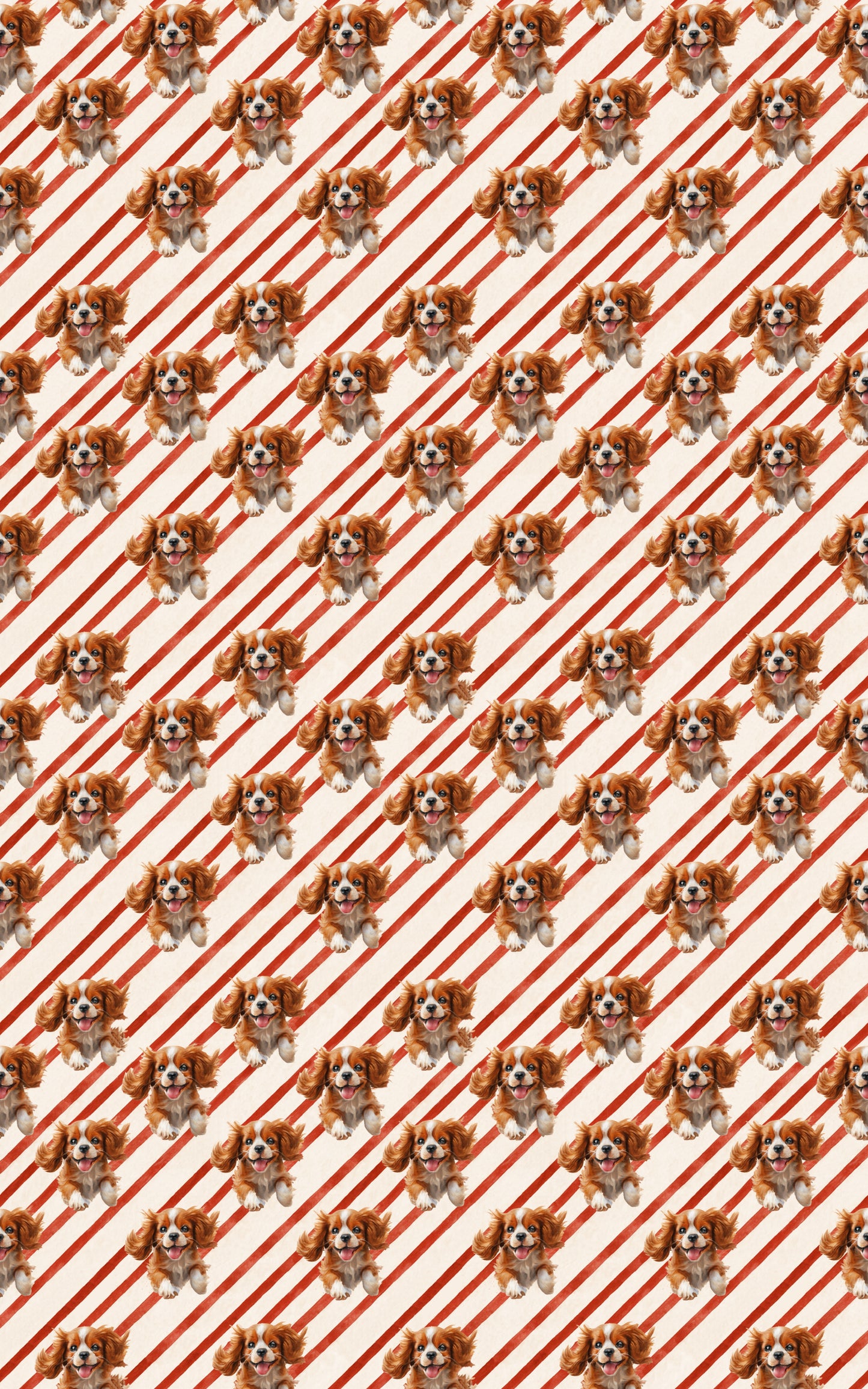 Cavalier Candy Cane