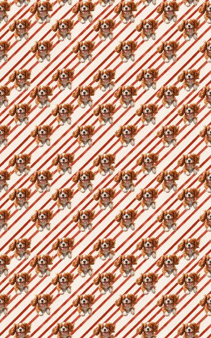 Cavalier Candy Cane