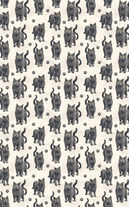 Chartreux Charcoal