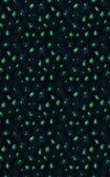 Mystic Spiders & Beetles - London Penny Gift Wrap