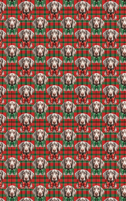 Weimaraner Plaid Parade