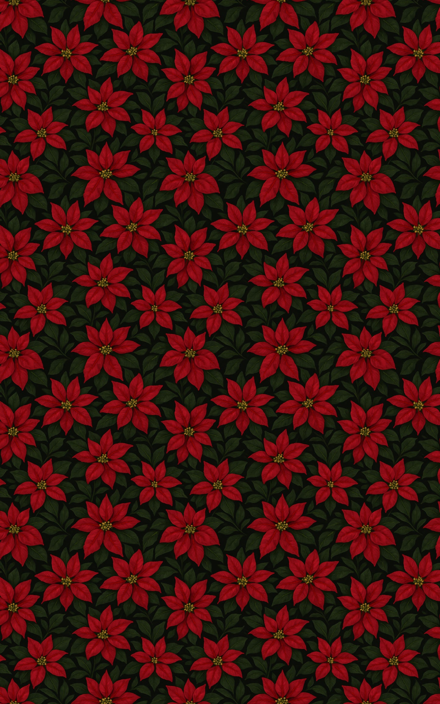 Royal Poinsettia